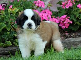 Our puppies are born and raised in our home and are brought up as house pets, being underfoot all the time. Saint Berdoodle Puppies For Sale Greenfield Puppies