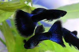 Pin On Deep Blue Something