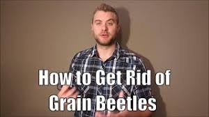 The foreign grain beetle is approximately 2 mm ( 1⁄12 in) in length. A Few Easy Tips For How To Get Rid Of Grain Beetles Youtube