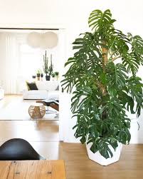 K Ein Gruner Daumen Pflegeleichte Zimmerpflanzen Zimmerpflanzen Pflegeleichte Zimmerpflanzen Pflanzen