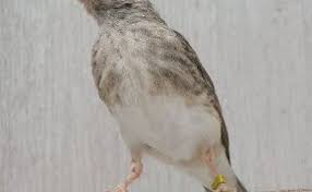 Masteran prenjak betina gacor untuk burung kicauan. Edel Sanger Paud 4bulan Cute766