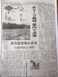 千葉県におけるオリーブ栽培の状況 トルコ産 直輸入オリーブ苗木