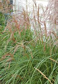 Tips For Growing Ornamental Grass In Containers