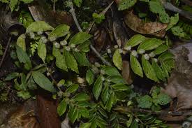 Image result for Elatostema monticola