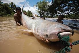 Untuk itu diperlukan umpan yang sesuai pada kondisi air serta cuaca tententu. Ikan Toman Besar Makan Orang