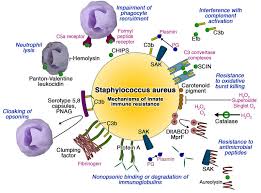 Image result for Staphylococcus Aureus