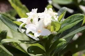 Image result for Synandrodaphne