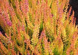 Calluna Vulgaris Firefly Heather Heather Flower Heather Plant Heath Plant