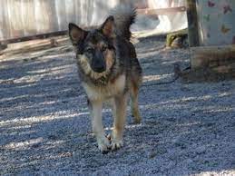 The pomeranian poodle mix is often referred to as a pomapoo, the poopom, or the pomadoodle, and this hybrid dog is a mix between a toy poodle and a pomeranian, which are both small dogs. Junger Wunderschoner Schaferhund Mix Rude Lupo Sucht Seine Ganz Besonderen Menschen In Buchloe Hunde Kostenlose Kleinanzeigen Bei Quoka De