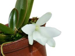 Image result for Aerangis splendida