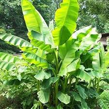 Department of agriculture plant hardiness zones 6 through 10, but it's usually grown as a. Basjoo Banana Tree Plantingtree