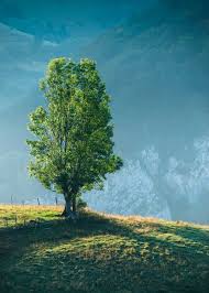 Are you searching for overlays png images or vector? 100 000 Best Tree Photos 100 Free Download Pexels Stock Photos
