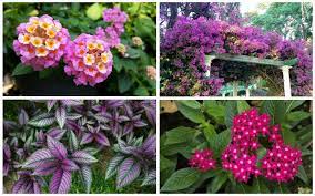 You can use sunpatiens, a larger variety that takes lots of sun, but it. 10 Perfect Florida Perennials Garden Lovers Club