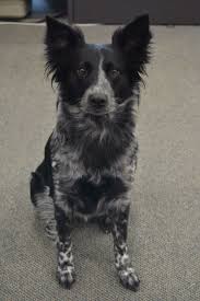 Black And White Blue Heeler Mix Pistol My Beautiful Border Collie Heeler Mix Border Collie Mix Puppies Labrador Retriever Puppies Dog Breeds