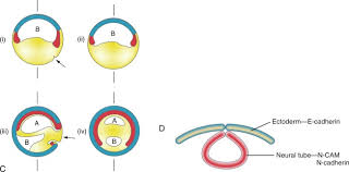 Although slicing the onion root captures many cells in different phases of the cell cycle, keep in mind that the cell cycle is a continuous process. Cell Adhesion And The Extracellular Matrix Sciencedirect