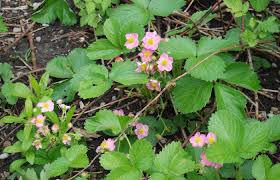 In 2012, london free press readers voted the company as london's best florist. Londonfuse Emilystewart Pollinatorpathwaysproject Strawberry Flowers Londonfuse