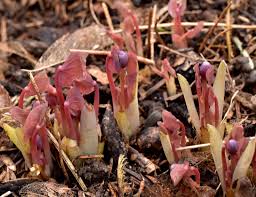 Image result for Isopyrum nipponicum