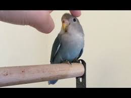 Pet Lovebirds For Sale Lovebirds Are One Of Nine Species Of The Genus Agapornis The Blue Peach Faced Lovebird A African Lovebirds Love Birds Love Birds Pet