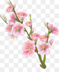 Google has many special features to help you find exactly what you're looking for. Fior Di Pesco Png Trasparente E Fior Di Pesco Disegno National Cherry Blossom Festival Del Fiore Di Disegno Fior Di Pesco