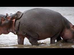20+ funny animal pictures of today , you can save the pinterest boards by hover on the pictures or share on social sharing buttons 1. Super Hard Luaugh Challenge That Everyone Fails Funny Wild Animals Compilation Youtube