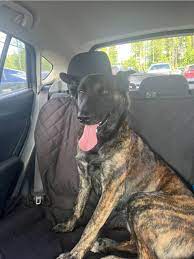 Found dog named Diesel at Ravensdale Park