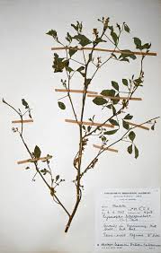 Image result for Cyamopsis