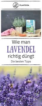 Lavendel Alles Zu Sorten Anbau Pflege Plantura Garten Pflanzen Garten Lavendel Lavendel Schneiden