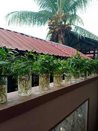 Pokok ni mudah nak tanam. Tip Tanam Pokok Kesum Dalam Air Kalau Nampak Daun Mula Kuning Kena Trim Begini Supaya Daun Kekal Subur Merimbun Vanilla Kismis