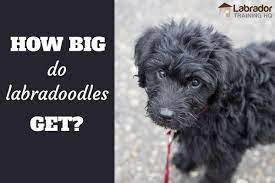 We call this size traditional mini. Labradoodle Size How Big Do Labradoodles Get All About The Labrador Poodle Cross Labradortraininghq