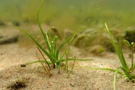 Image result for Subularia