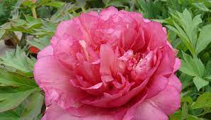 Robuste, malerische blüten und eine frühe blütezeit zu maibeginn machen die paeonia aus. Pfingstrosen Pflanzenhof Wenzl Waldneukirchen