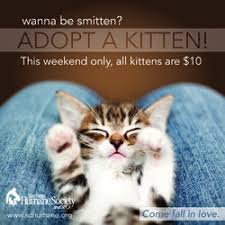 To reduce the number of homeless pets through adoption, rescue, and spay and neuter programs. Adopt A Kitten Support Rescue Cats By Purchasing Your Copy Of Ozzi Cat Magazine Today Here Http Ozzi Kitten Adoption Animal Shelter Adoption Cat Adoption