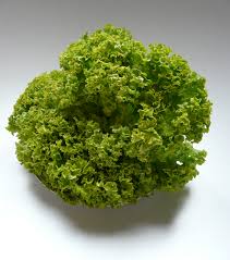 It comes from lactuca genus and sativa species. Schnittsalat Wikipedia