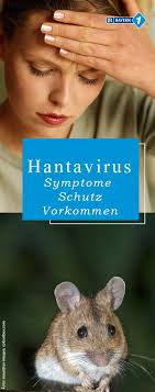 In ganz deutschland hat die zahl der erkrankungen zugenommen. Hantavirus Hanta Erkrankungen In Bayern So Schutzen Sie Sich Br De Bayern Gesundheit Mauritius