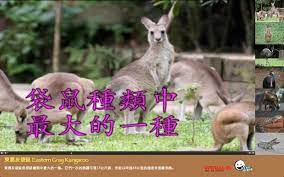 澳洲野生動物 向孩子介紹來自澳洲內陸的野生動物 這個軟件包含難得一見的教學影片 動物精選 小袋鼠 東澳灰袋鼠 鶴駝 鴯鶓 傘蜥蜴 松果蜥 藍舌石龍
