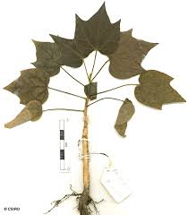 Image result for Gyrocarpus