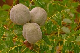 Image result for Swietenia