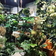 Before you buy any plant, you'll want to consider which types fits your lifestyle. Plant Pot Studio