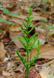 Image result for Ophioglossaceae