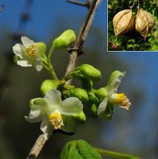 Image result for Cardiospermum grandiflorum