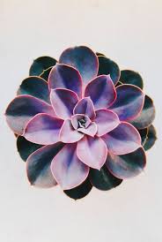 Ernests Succulents Wallpaper Colorful Succulents Succulents