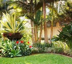 Bird Of Paradise Palm Plant Tropical Landscaping Tropical Plants Bird Of Paradise Palms King Palm Trees B Tropical Garden Design Tropical Garden Tropical Landscape Design