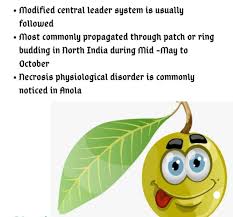 In central leader training, the dominant upright branch (trunk) is promoted and other branches are allowed or forced to grow at an angle from it, somewhat walnuts, chestnuts, pistachios, persimmons, figs, and pomegranates are often trained to a modified central leader. Facebook
