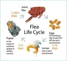 Hasil carian imej untuk life cycle fleas