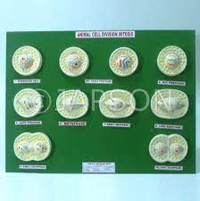 The five stage of mitosis are interphase, prophase, metaphase. Model Animal Mitosis