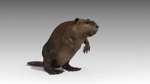 Beaver Animated Animated Beaver Animals Characters Beaver Animal Animation Beaver