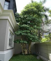 Membuat taman baru di halaman rumah | semai berbagai biji sayur. 20 Jenis Tanaman Peneduh Untuk Taman Rumah Dan Jalan Raya Cepat Tumbuh Dan Daunnya Lebar Garden Style Jasa Taman