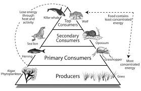 Trophic Levels Food Web Coloring Pages Food Web Worksheet