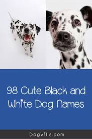 Black And White Names For Dogs 98 Amazing Black And White Dog Names Dogvills In 2020 Dog Names Black And White Dog White Dogs
