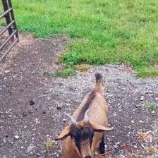 Fainting Goats Gifs 30 Funny Animated Images Free To Use